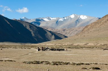 Tibet göçebelerin hourses ve yaks ile seyahat