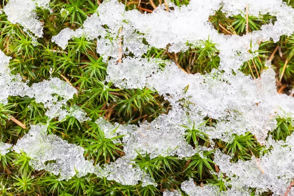 Neve no musgo verde . — Fotografia de Stock