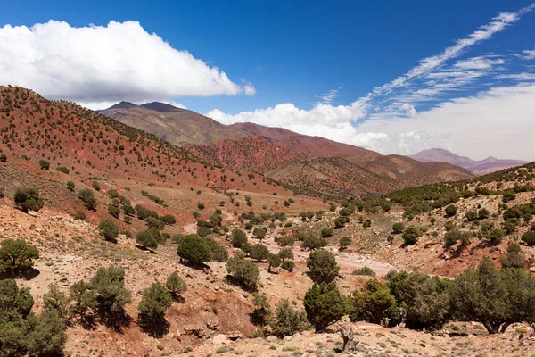 Morocco, High Atlas Landscape. Argan trees on the road to Ouarza — Stock Photo, Image