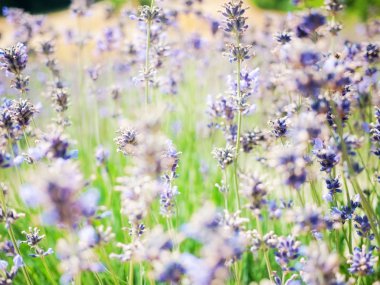 güzel lavanta çiçekleri