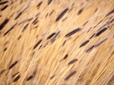 Organik Einkorn buğday 