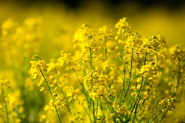 開花菜種畑の詳細。菜種畑. — ストック写真