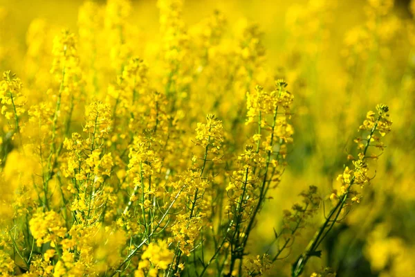 Detail of flowering rapeseed field. Rapeseed field. — Stock Photo, Image