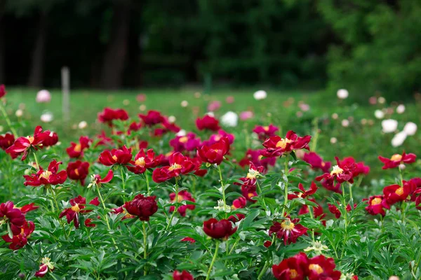 Beautiful peony flower in the garden — Stock Photo, Image