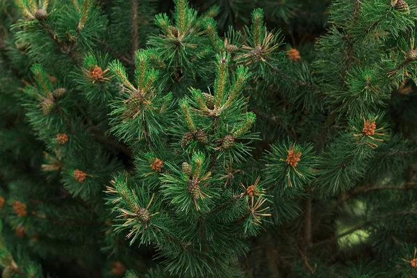 クリスマスツリーの枝の背景 — ストック写真