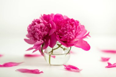 Beyaz bir arka plan üzerinde pembe peonies saydam vazo