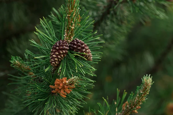 Background of Christmas tree branches — Stock Photo, Image