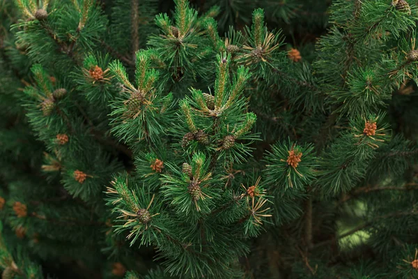 Latar Belakang cabang pohon Natal — Stok Foto