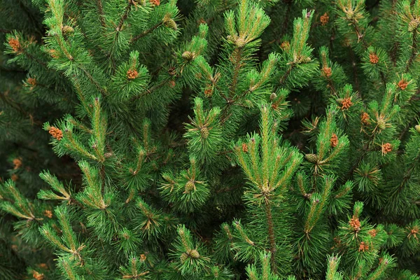 Background Christmas Tree Branches Pine Cones — Stock Photo, Image