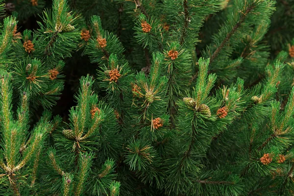 Bakgrund av julgran grenar — Stockfoto