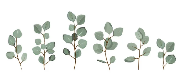 Set Eucalyptus Takken Geïsoleerd Een Witte Achtergrond Eps10 — Stockvector