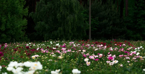 Beautiful Peony Flowers Blooming Garden — Stock Photo, Image