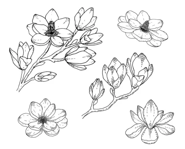 Magnolia dibujos de flores. Blanco y negro con líneas de arte sobre fondos blancos. Ilustraciones botánicas dibujadas a mano . — Archivo Imágenes Vectoriales