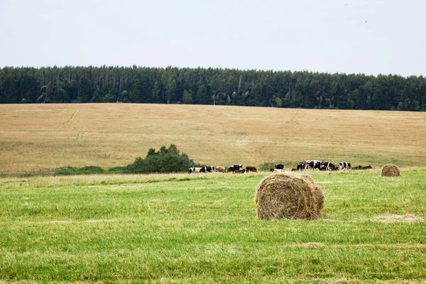 Fiança redonda no campo . Fotos De Bancos De Imagens