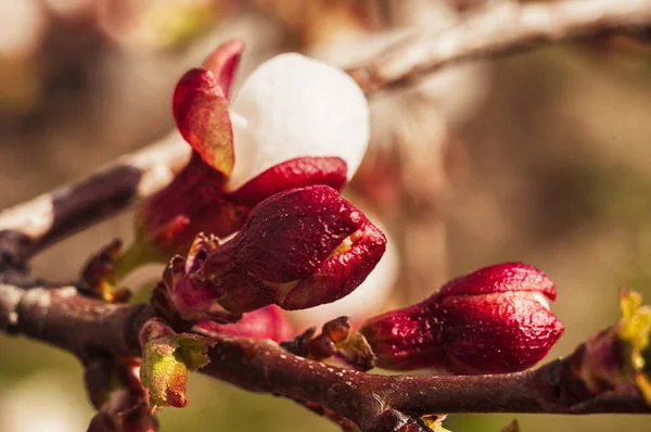 Schöne Aprikosenblüten — Stockfoto