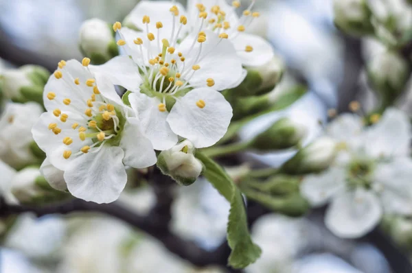 Spring Apple Tree Blossom — Stock Photo, Image