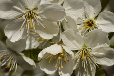 Blossom kiraz ağacı