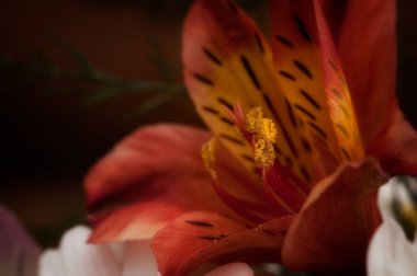 güzel bir kırmızı çiçek