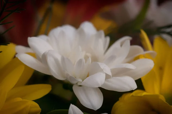 Красивые красочные цветы — стоковое фото