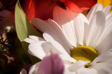 güzel renkli çiçekler