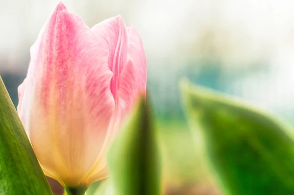Bellissimo Fiore Tulipano Nel Prato Nella Soleggiata Giornata Primaverile — Foto Stock