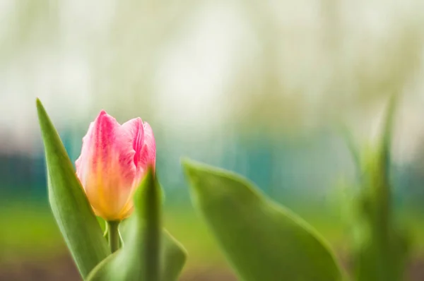 Krásné Tulipány Louce Slunečný Jarní Den — Stock fotografie