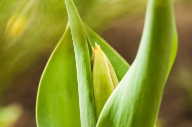 güzel Lale çiçek güneşli bir bahar günü, çayırda 