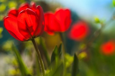 güzel Lale çiçek güneşli bir bahar günü, çayırda 