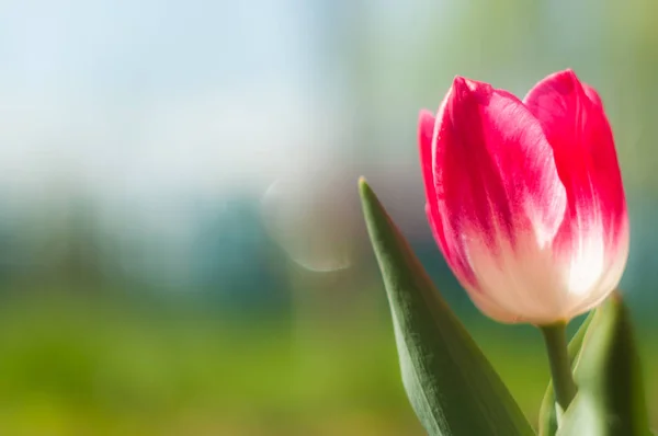 Krásné Tulipány Louce Slunečný Jarní Den — Stock fotografie