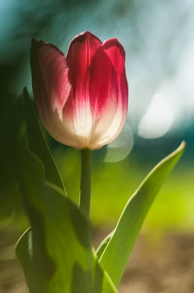 美丽的郁金香花在草甸在阳光明媚的春天天 — 图库照片