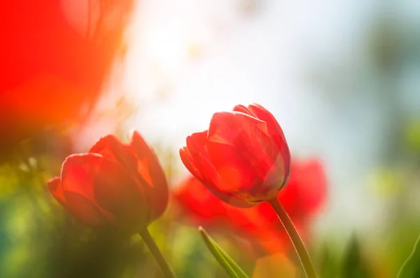 Hermosas Flores Tulipán Prado Soleado Día Primavera —  Fotos de Stock