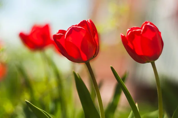 晴れた春の日に牧草地に美しいチューリップの花 — ストック写真