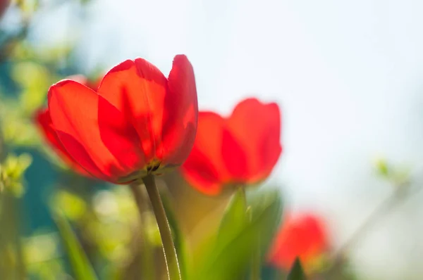 阳光明媚的春天 美丽的郁金香在草地上绽放 — 图库照片