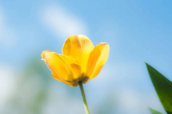 Hermosa Flor Tulipán Prado Soleado Día Primavera —  Fotos de Stock