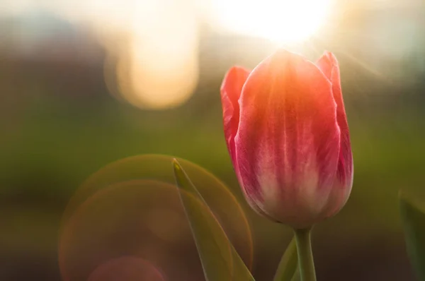 美丽的郁金香花在草甸在阳光明媚的春天天 — 图库照片