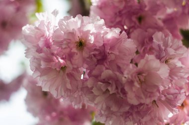 yakın çekim fotoğraf bulanık arka plan bahar Pembe çiçek güzel çiçeği