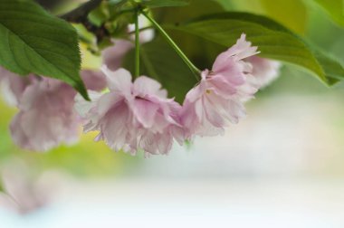 yakın çekim fotoğraf bulanık zemin üzerine yeşil yaprakları ile bahar Pembe çiçek güzel çiçeği