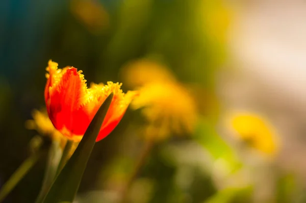 Крупным Планом Фотография Красивого Цветка Весеннего Тюльпана Размытом Фоне — стоковое фото