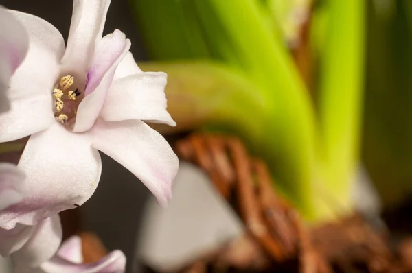 Крупный План Цветов Гиацинта — стоковое фото