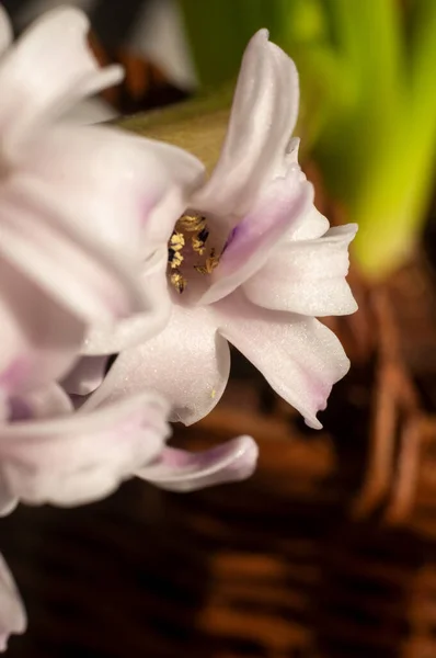 Closeup View Hyacinth Flowers — Stock Photo, Image