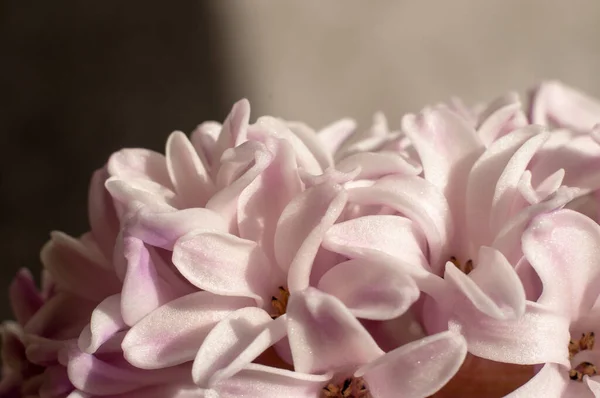 Widok Bliska Kwiaty Hiacynt — Zdjęcie stockowe