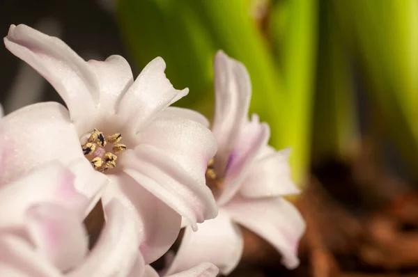 Closeup View Hyacinth Flowers — Stock Photo, Image