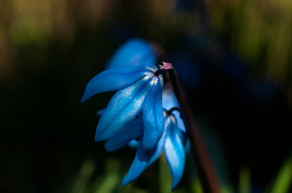 Первый Голубой Весенний Цилла Цветы Зеленом Природном Фоне Солнечный День — стоковое фото