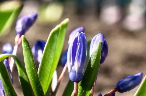 Beautiful First Spring Flowers Crocuses Blooming — Stock Photo, Image