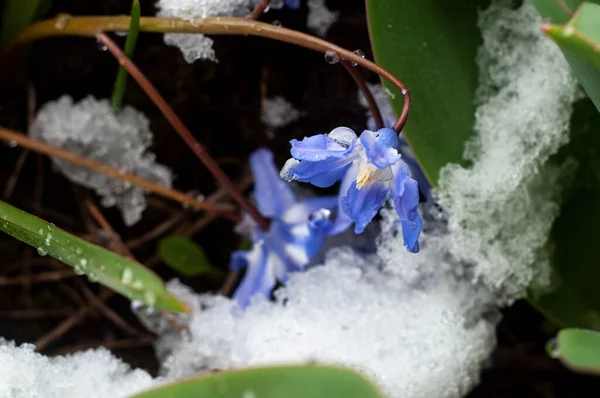 First Blue Spring Scilla Flowers Snow Close View — Stock Photo, Image