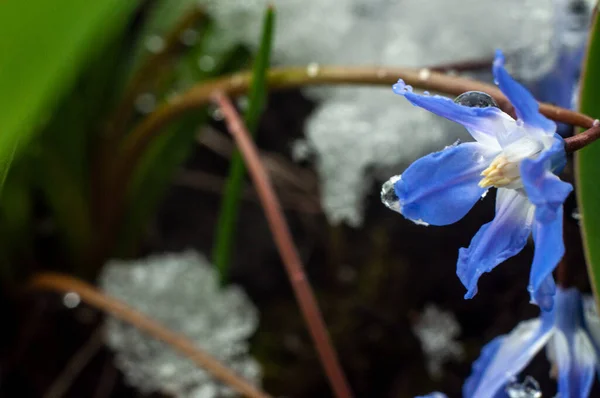 Primeira Primavera Azul Flores Scilla Neve Vista Perto — Fotografia de Stock