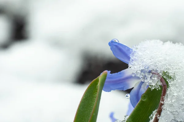 Primera Flor Azul Primavera Scilla Nieve Vista Cercana — Foto de Stock
