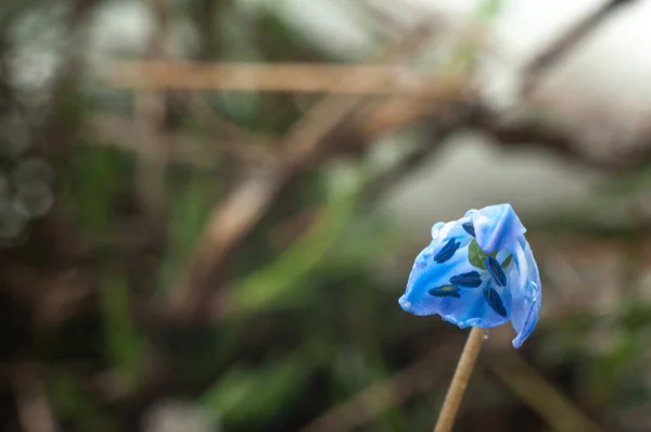 Primera Flor Azul Primavera Scilla Nieve Vista Cercana — Foto de Stock