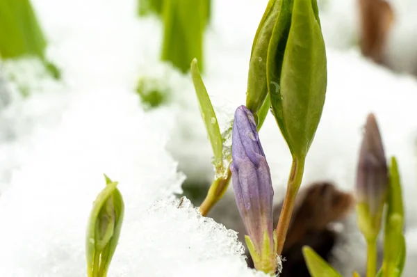 Первый Голубой Весенний Цветок Снегу Близкий Вид — стоковое фото