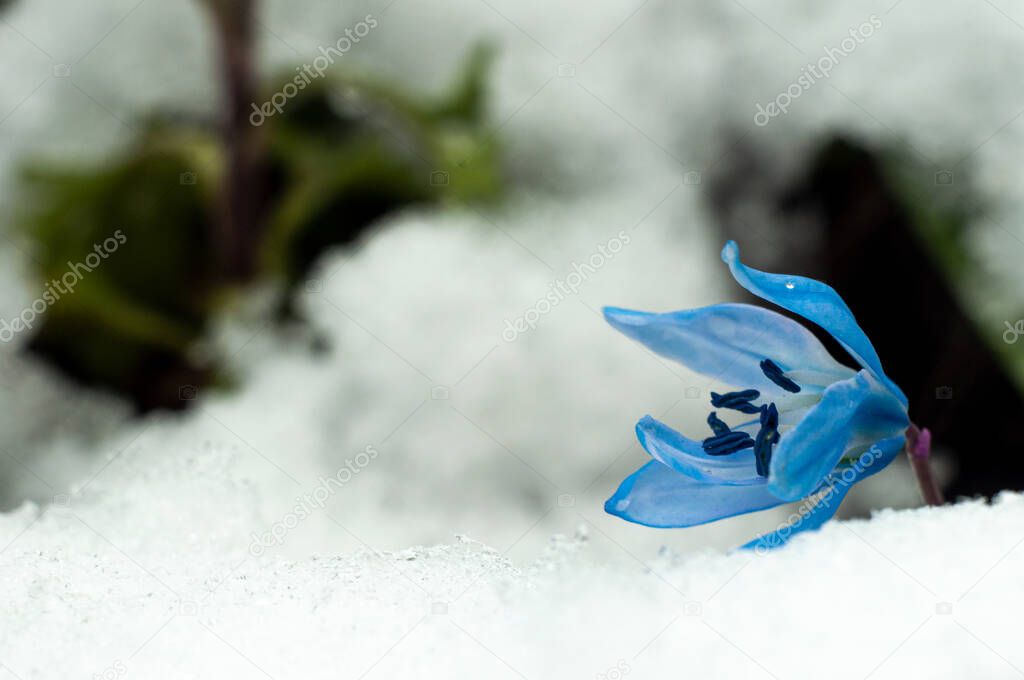 First blue spring scilla flower in snow, close view  